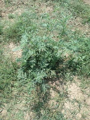 Invasive Weed Detected in Srinagar, SKUAST-K Issues Advisory