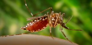 Dengue‑carrying mosquitoes expand their reach into new territories – including Florida