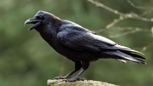 Vogel des Jahres 2027: Diese Kandidaten lassen sich im Schwarzwald beobachten
