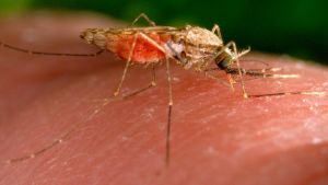 Behörde: Zwei Menschen in Frankfurt an Malaria erkrankt