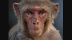 Delhi zoo caretaker loses finger, suffers deep leg bites after monkey attack