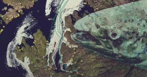 Sea lice from Scottish salmon farms accumulate along wild salmon routes
