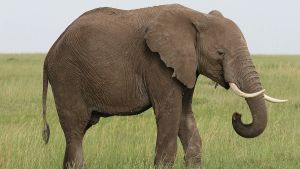 Working Elephants In Kanha National Park Set To Get A Holiday