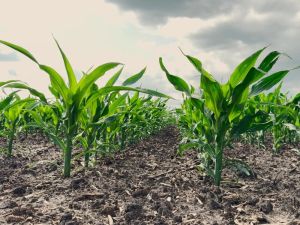 CHARLEBOIS: Ottawa wants $1 trillion in investment, but agri-food is starving for capital