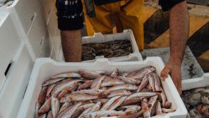 Pesca, ripartenza subito in frenata: 