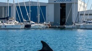La danza del delfino solitario. Agostino è tornato in porto