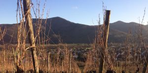 Une nouvelle solution pour lutter contre le dépérissement de la vigne dans les vignobles alsaciens