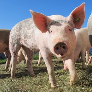 Iraqi Butcher Sentenced to 10 Years in Prison for Selling Pork as Beef in Holy Shia Shrine City of Najaf