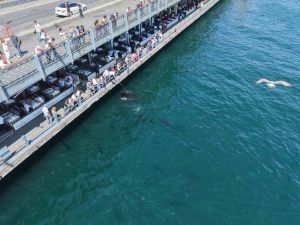 Orkinoslar Marmara'ya geri döndü