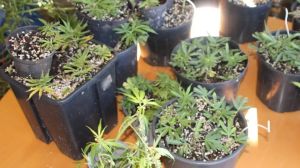 Blitz antidroga a Nova Gorica: sequestrate oltre 80 piantine di cannabis