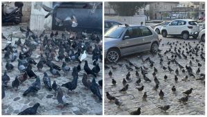 L’invasione di piccioni e la rabbia dei residenti, ecco cosa sta succedendo ad Ascoli: “Intervenite”