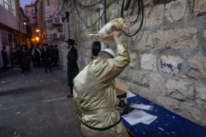 13 municipalities to bar use of live chickens in pre-Yom Kippur ‘kapparot’ ritual, NGO says