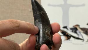 Zahnanalyse bestätigt: Der T. rex war Warmblüter