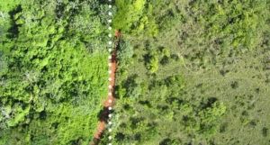 A juice company dumped orange peels in a national park. This is what it looks like today.