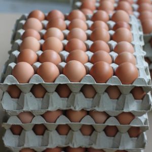 Salmonella su 19mila uova confezionate a Codigoro: maxi ritiro nei supermercati Selex, Coop e Despar
