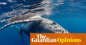 Do whales grieve? Rare footage of humpback alongside stillborn calf suggests they might