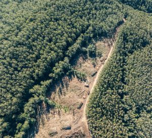 Greens divided over koala park carbon credit scam