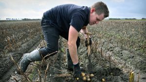 De aardappel is door de hete en droge zomer fors gekrompen: ‘Tussen de 25 en 30 procent minder opbrengst’