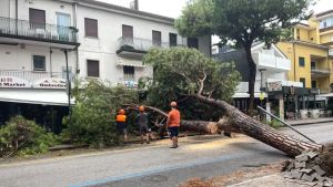 Maltempo a Jesolo, crollano altri tre pini: uno danneggia un negozio
