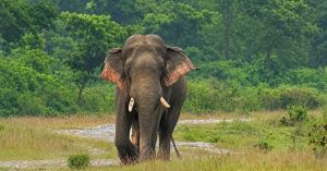 Crop Loss Fell From 50% to 5%: How This North Bengal App Is Helping Reduce Elephant Conflict