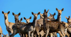 Wild Flourishing: Should Animals Have Territorial Rights?