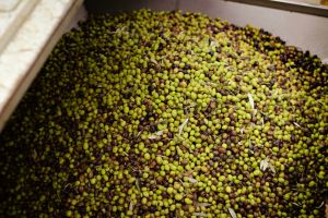 Prorogata al 2027 la norma delle “sei ore” per consegnare le olive ai frantoi