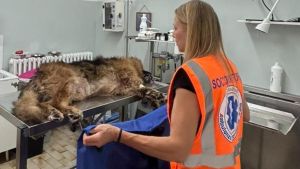Primo soccorso per l’ambulanza veterinaria di Carpi: un anziano pastore tedesco appena operato