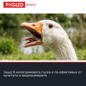 Защо 8-килограмовата гъска е по-ефективна от кучетата и видеокамерите