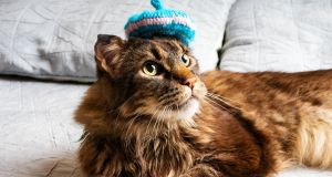 Many French speakers are finding ChatGPT ‘extra surreal’ for one hilarious linguistic reason