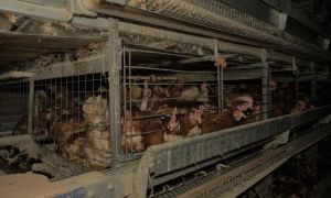 Cigler-Kraljevim je v javnost ušla napačna različica zakona