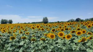 Studentski plan za poljoprivredu: Borba protiv klimatskih promena i uvozničkih lobija, opstanak mladih na selu i bolji položaj žena