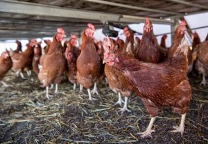 Charlebois: Chicken prices are soaring. Why isn’t Ottawa acting?