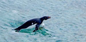 En Antarctique, le guano des manchots devient rose, et ce n’est pas une bonne nouvelle
