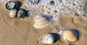 Think That Seashell Is Just Beach Debris? Scientists Say It Could Be Part of a Bigger Ecosystem