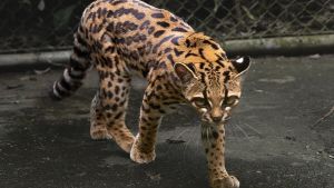 Tilcayo, il gatto che non c’era: scoperta una nuova specie dopo cent’anni