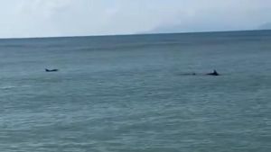 Spettacolo al faro di Viareggio: cinque delfini danzano in mare davanti a padre e figlio