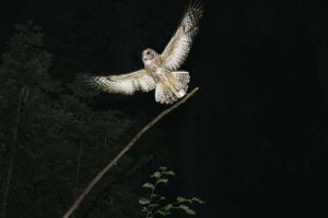 Trump Admin Upended Protections for Endangered Species by Redefining 2 Words
