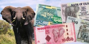 Près d’un billet de banque sur six dans le monde représente un animal sauvage – et pas toujours celui auquel on s’attendrait