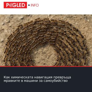 Как химическата навигация превръща мравките в машини за самоубийство