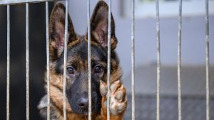 Kann man einen Hund aus dem Tierheim direkt mitnehmen? Diese Regeln gibt es