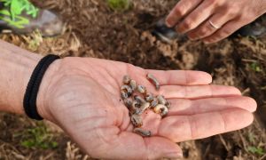 Per sconfiggere la popillia japonica Coldiretti punta sui nematodi