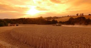 How could drought-hit farms adapt their cropping in a warming climate?