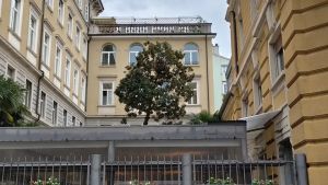 La grande magnolia di via Coroneo ha le radici compromesse, il suo destino è appeso a un filo