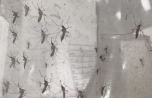 (VIDEO) Health Officials Confirm First Florida Dengue Death of 2026 After Tampa Woman Dies at 80