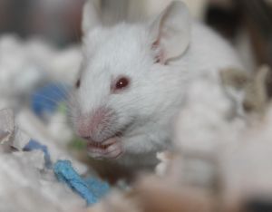 Stanford Scientists Create 'Xenocortical' Mice With Human Brain Tissue To Study Devastating Brain Disorders