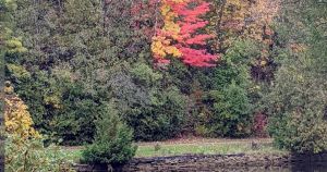Help plant the future of Peterborough’s urban forest
