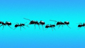 Ant Colonies Get Better as Groups Grow. Business Teams Can, Too, With 3 Changes