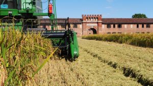 Falso riso bio, ora l’inchiesta accende i fari sui controlli