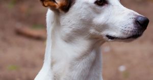 It's Time to Stop Using Ultrasonic Bark Deterrents