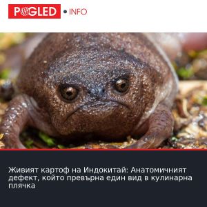 Живият картоф на Индокитай: Анатомичният дефект, който превърна един вид в кулинарна плячка